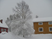 Vintern 2011/2012 Tung snö på grenarna
